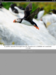Unique Photography Assignment Generator Apps Released for iPad!