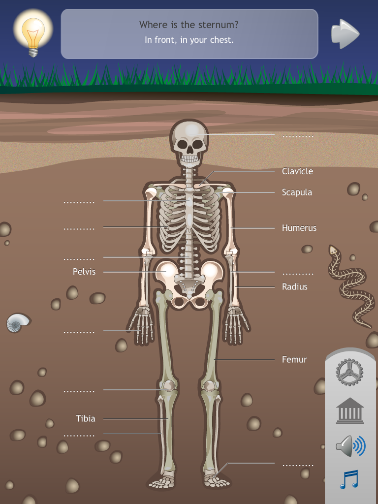 Make sure your kids fully learn about the human skeleton with D. Bones