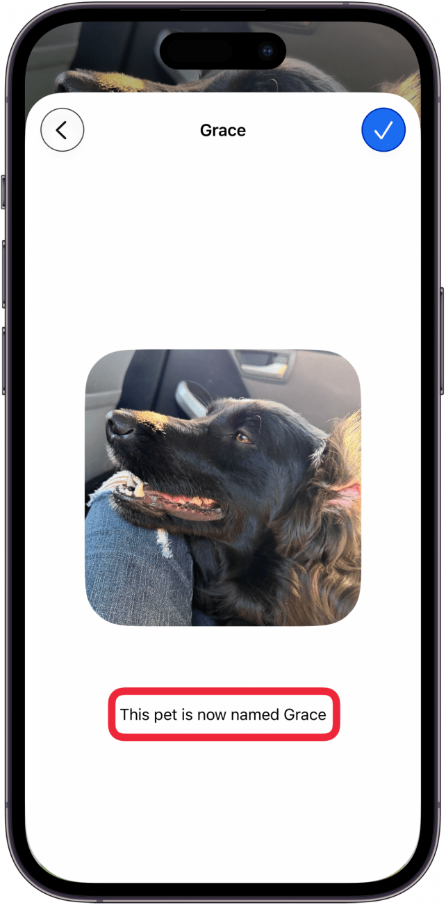correctly identify pet