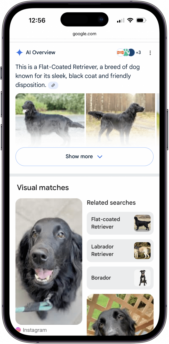 google ai results from photo