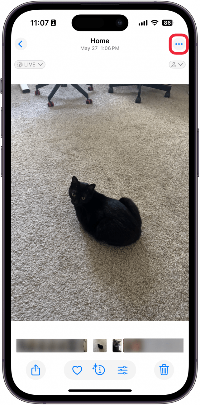 a screenshot of the iphone photos app displaying a photo of a cat with a red box around the three-dot menu button