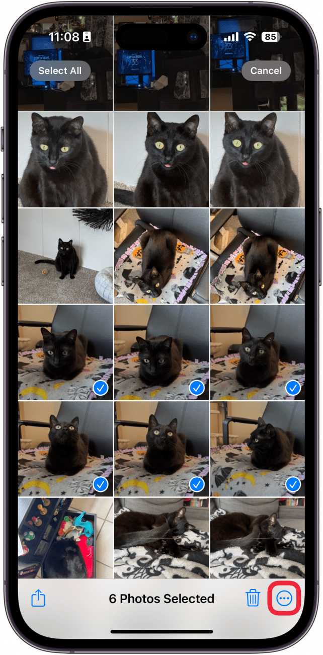 a screenshot of the iphone photos app displaying multiple photos of a cat selected with a red box around the three dot menu button