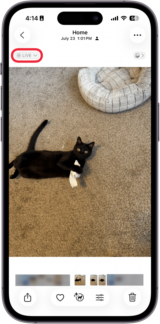 a screenshot of the photos app displaying a photo of a black cat with a red box around the live button