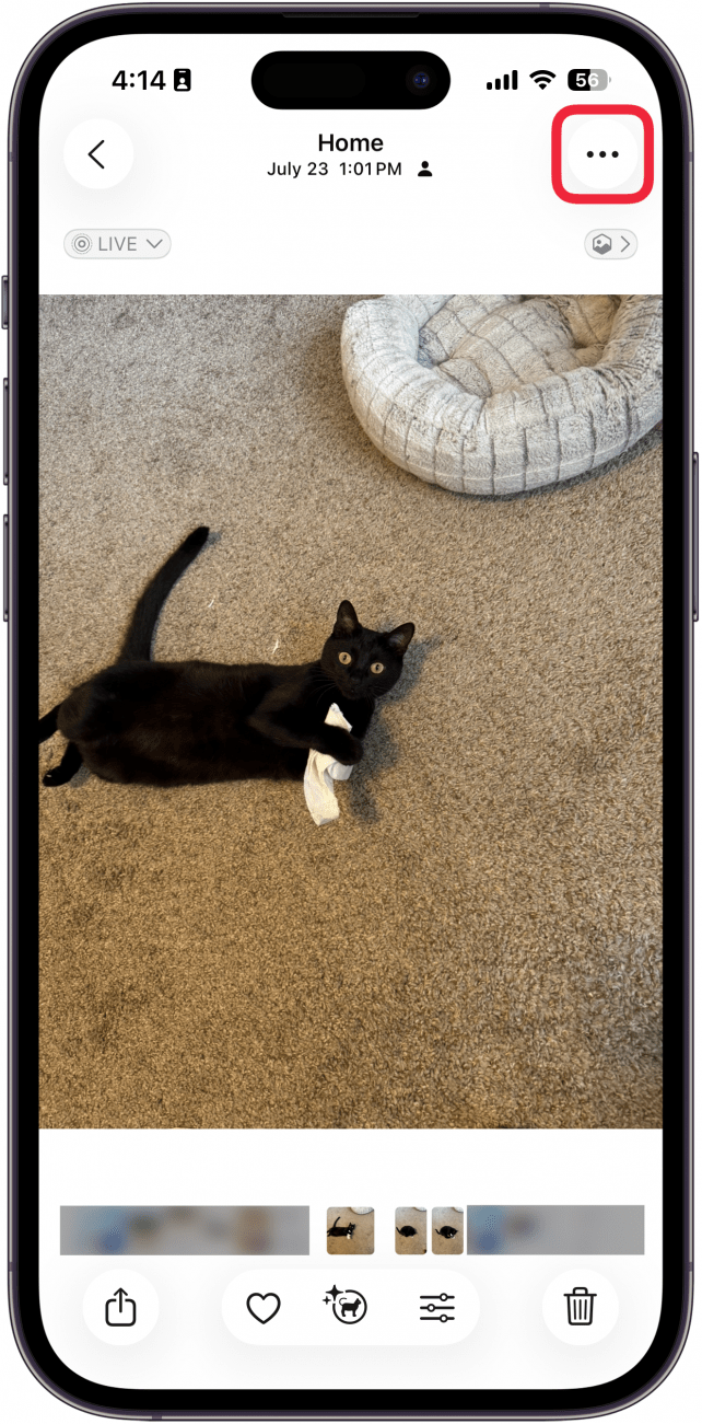 a screenshot of the photos app displaying a photo of a black cat with a red box around the three dot menu icon