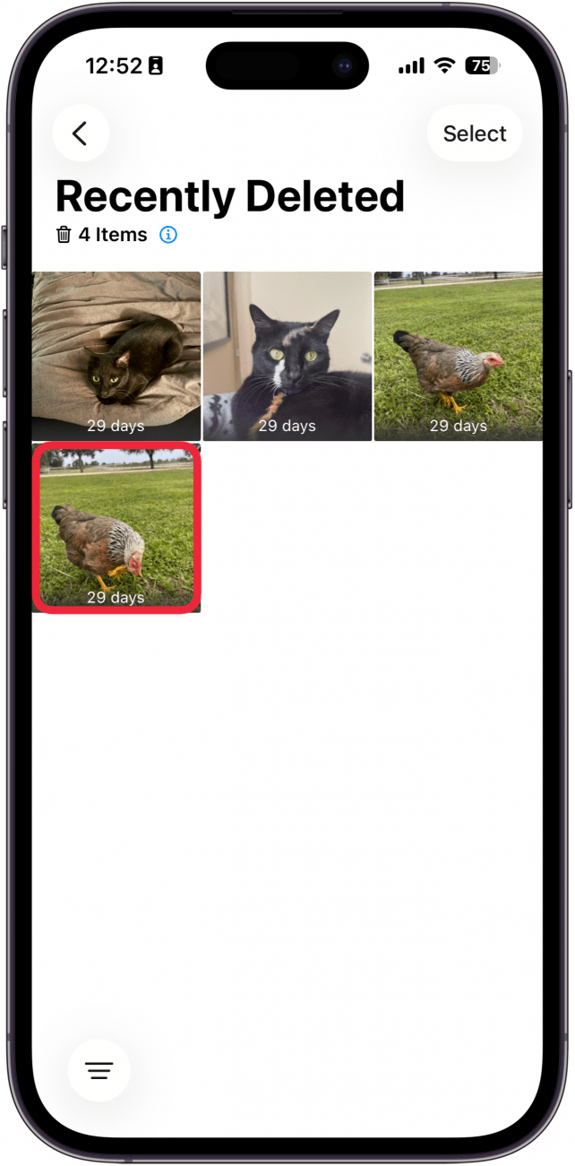 screenshot of the iphone photos app recently deleted folder with a red box around a photo of a chicken