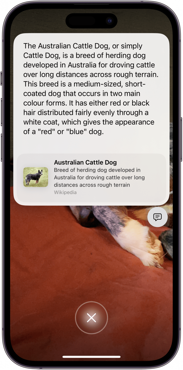 visual intelligence results iphone