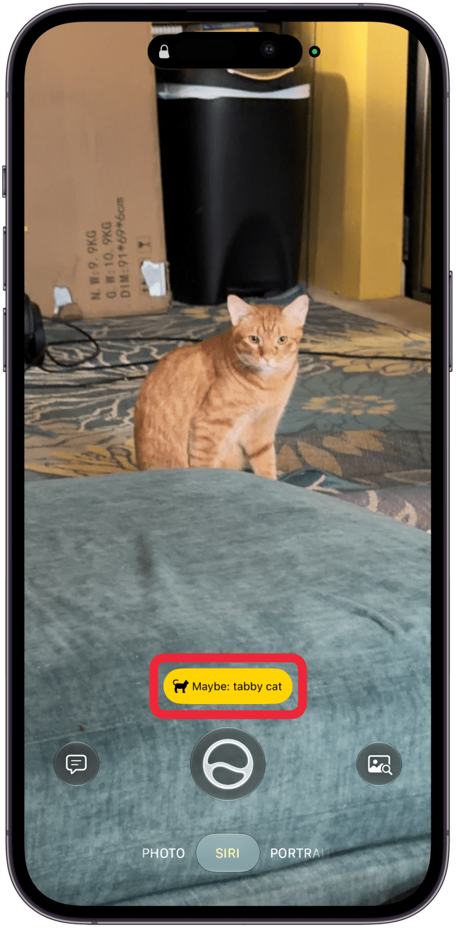 If you hold your camera in front of certain objects or subjects, you'll see a pop up with information about them. I have only had it recognize animals and the occasional plant. You can tap on the pop up to learn more about it.