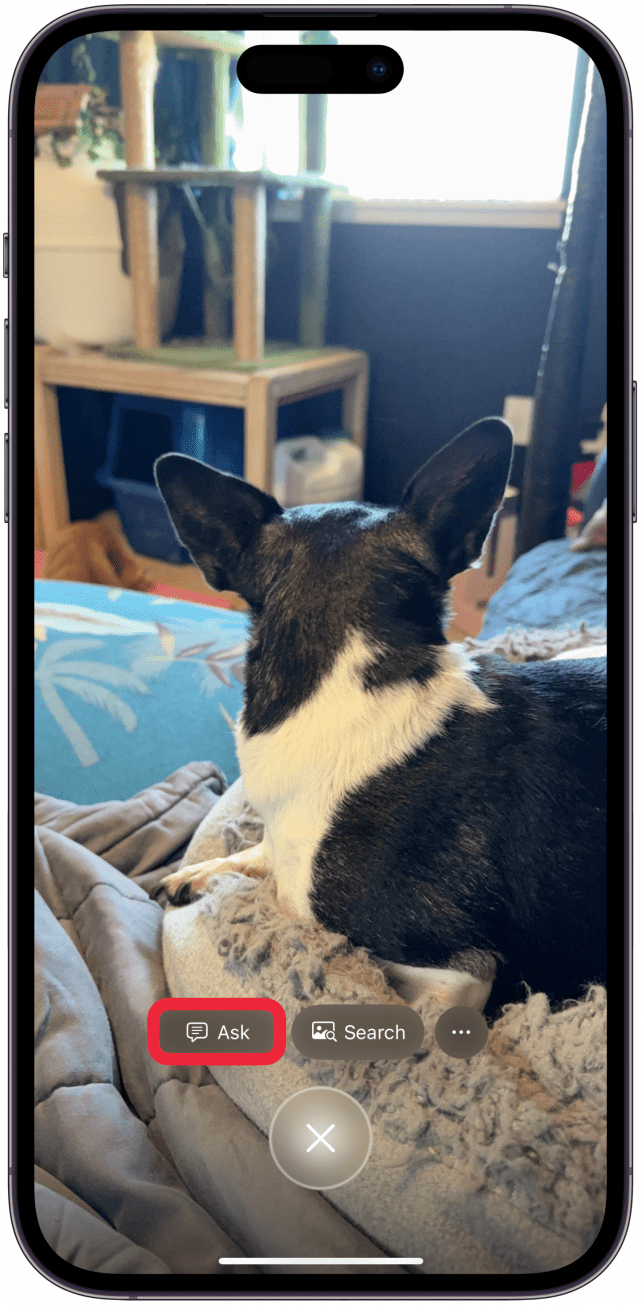 Tap Ask to use ChatGPT to research the image.