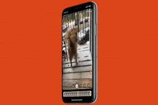 Image for article: How to Post a Live Photo on Instagram from iPhone