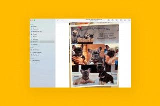 Image for article: How to Use Live Text & Visual Look Up on Mac