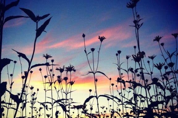 Image for article: Tip of the Day: Take Easy Silhouette Shots with Your iPhone Camera