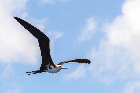 Image for article: Swift Programming 101: The Power of Extensions