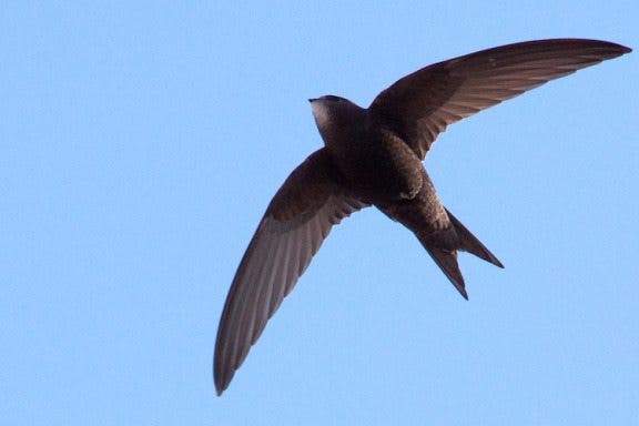 Image for article: 8 Reasons Swift is Easier to Learn & Use than Objective-C