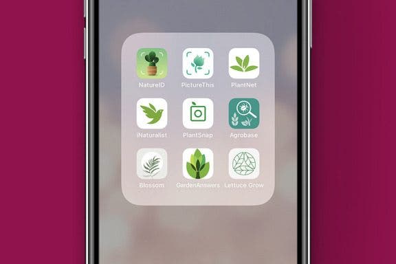Image for article: 7 Best Plant Identification Apps for Your Home, Garden & Wild Plants