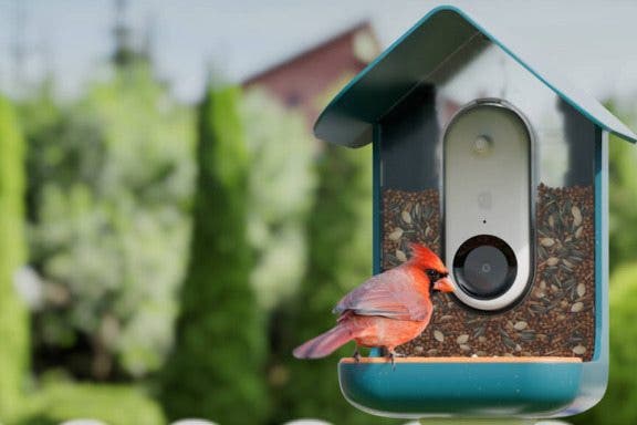 Image for article: Smart Bird Feeder Tracks Feathery Visitors