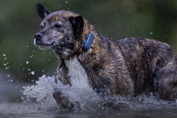 Image for article: Best Smart Dog Collars & Tracking Gadgets for iPhone (2024)