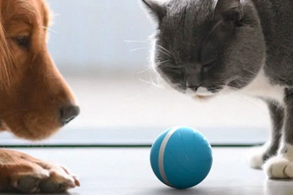 Image for article: Wicked Ball Review: Autonomous Pet Toy Keeps Dogs & Cats Entertained