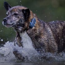 Best Smart Dog Collars & Tracking Gadgets for iPhone (2023)