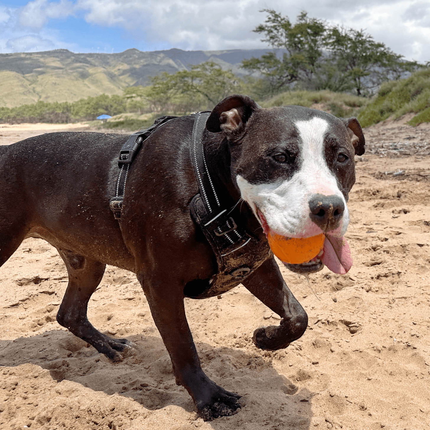 The image below of my dog on the beach holding a tennis ball with his tongue sticking out on the side.