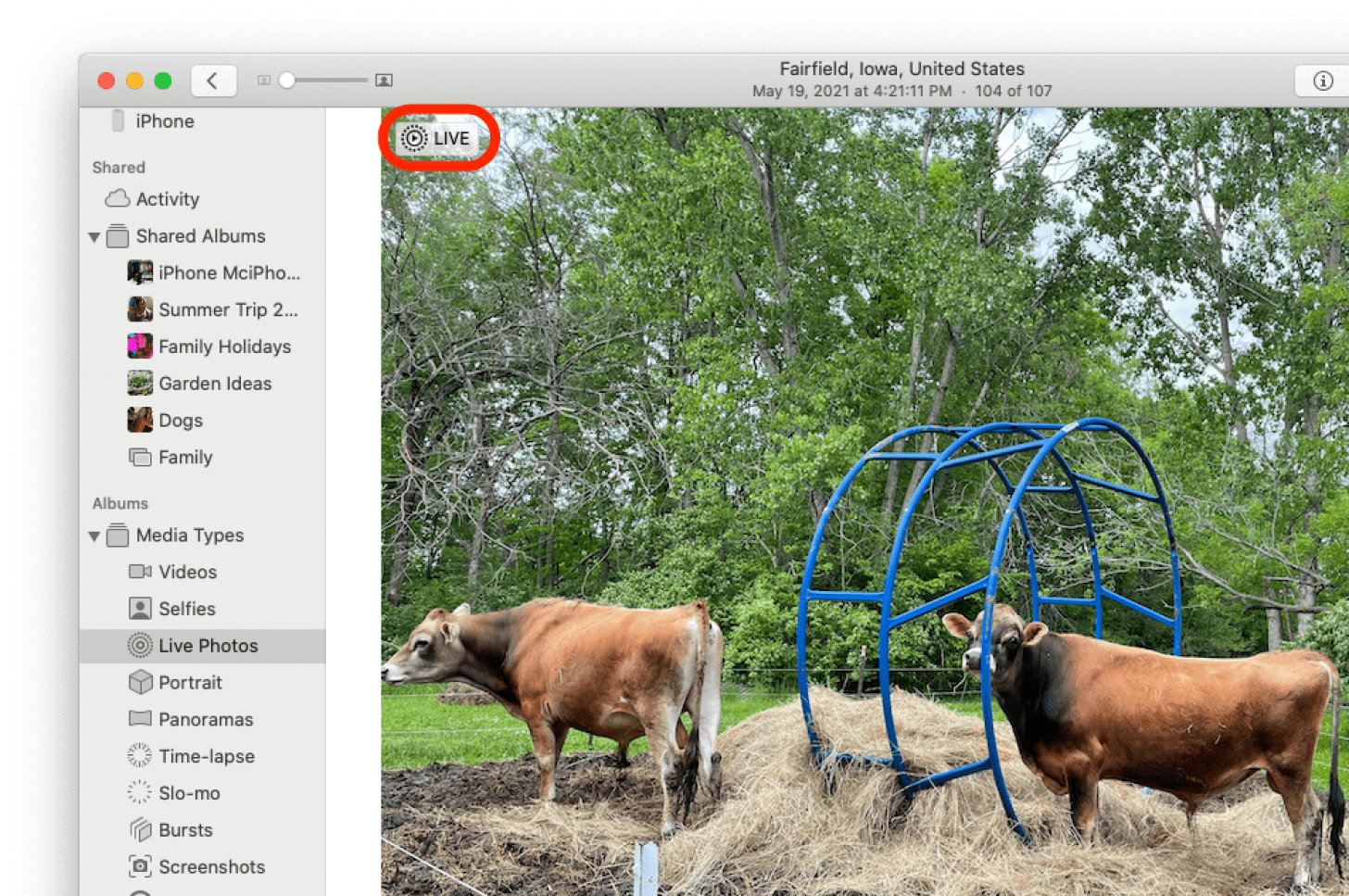 click the Live button