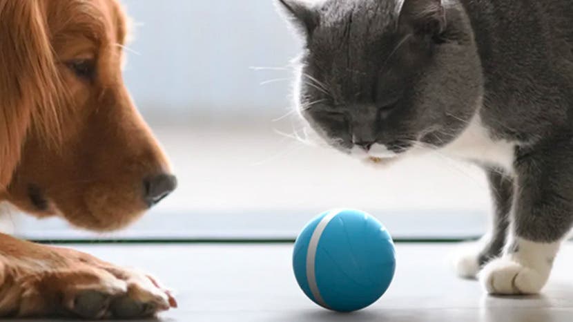 wicked cat ball