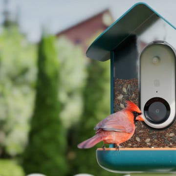 REVIEW: Smart Bird Feeder Tracks Feathery Visitors (2023)