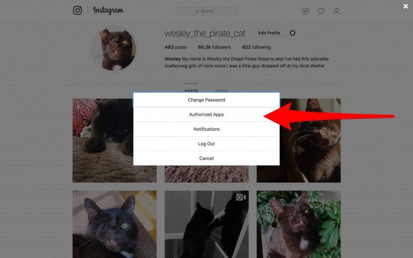 instagram spam account