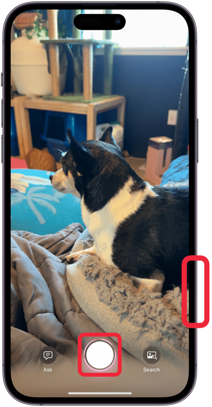 Tap the shutter button on the screen or push the Camera button to take a photo and get all the Visual Intelligence options.