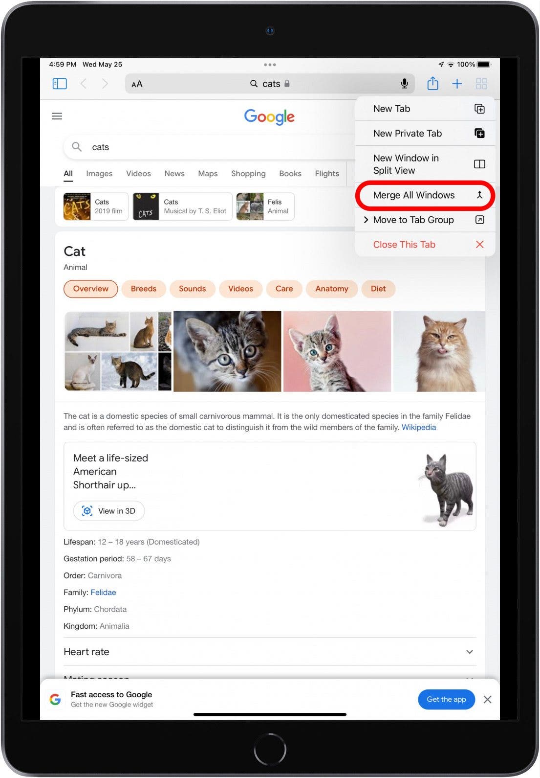 Solved My Top Tabs Keep Disappearing in Safari (2023)