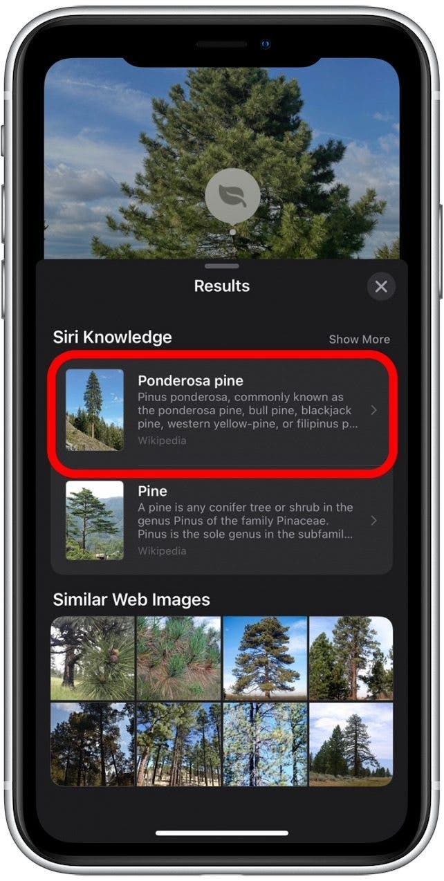 How to Identify Plants with the iPhone Photos App