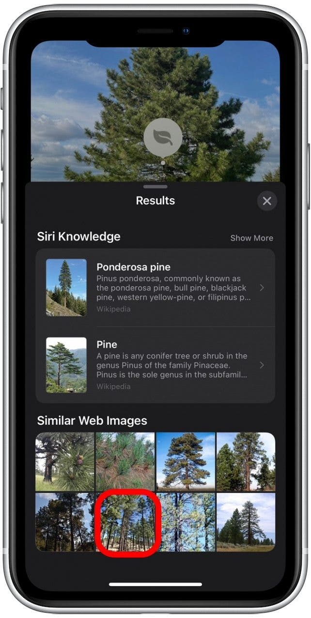 How to Identify Plants with the iPhone Photos App