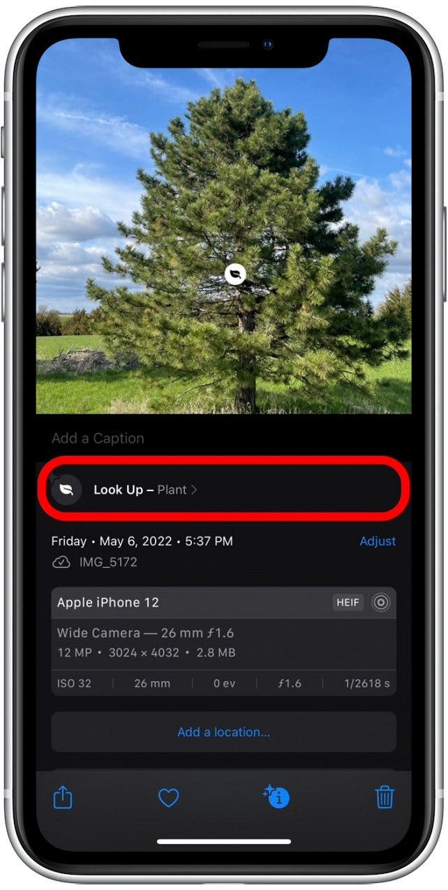 How to Identify Plants with the iPhone Photos App