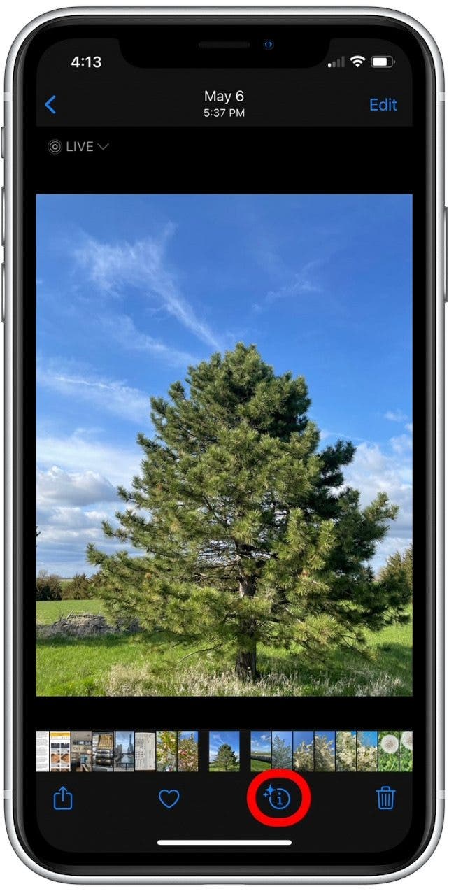 How to Identify Plants with the iPhone Photos App