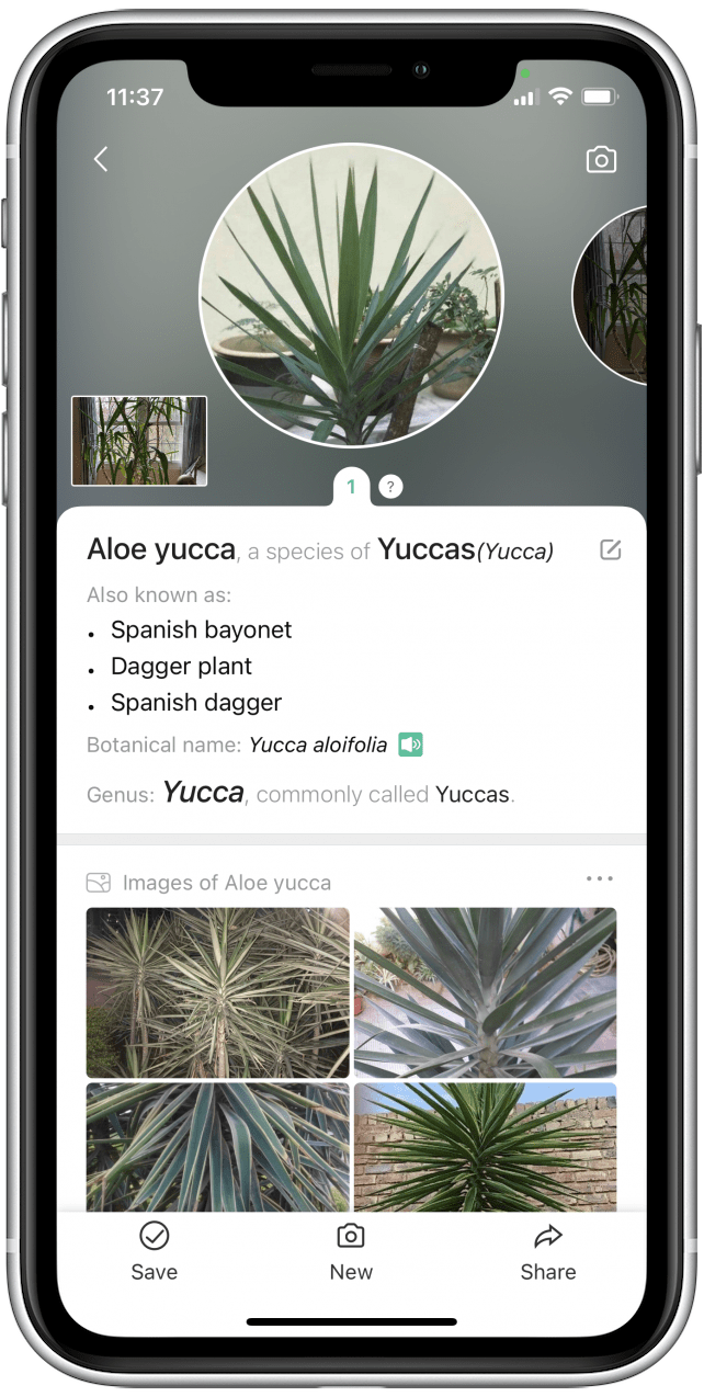The 10 Best Apps For Identifying Plants – 2020's Cream Of The Crop