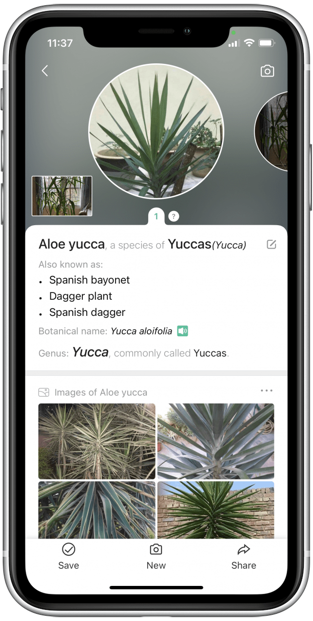 The 3 Best Free Plant Identification Apps of 2020 for Dayton Gardeners - Stockslagers Greenhouse Garden Center