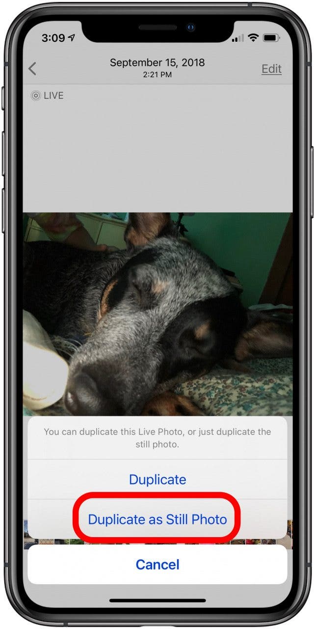 How to Convert Live Photo to Still on iPhone